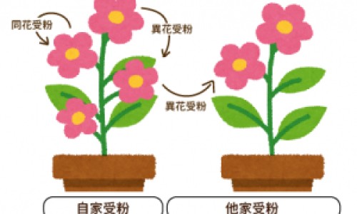 药用石斛和铁皮石斛的区别-药用石斛有什么禁忌网- 药用石斛有哪些品种知识,分享石斛的用药禁忌